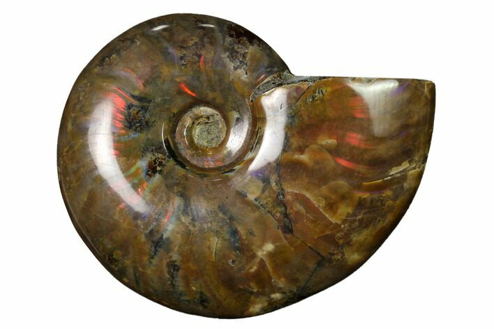 Flashy Red Iridescent Ammonite #155173